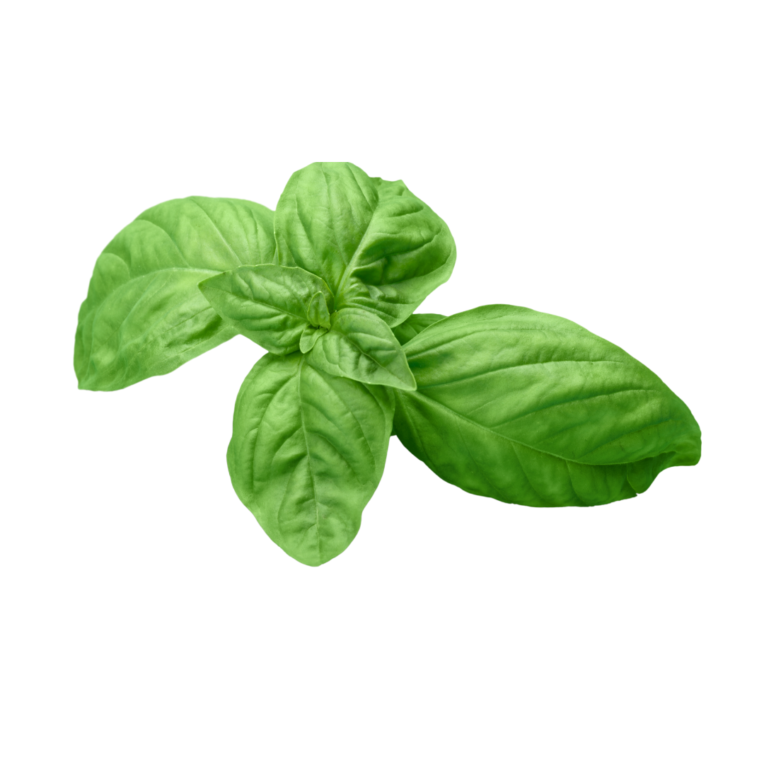 basil